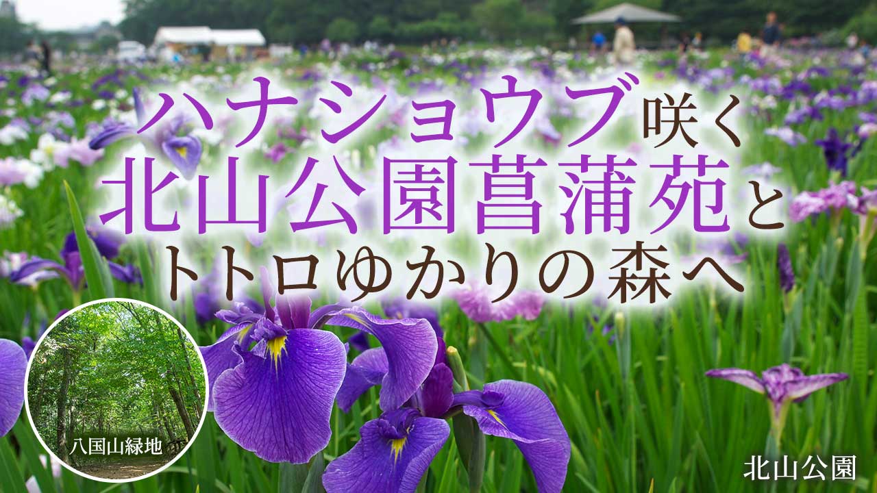 花さんぽ 北山公園菖蒲苑のハナショウブとトトロゆかりの八国山緑地を歩く【6月12日(金)】